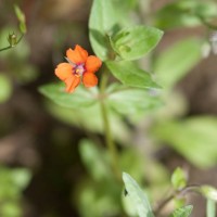 Scarlet Pimpernel